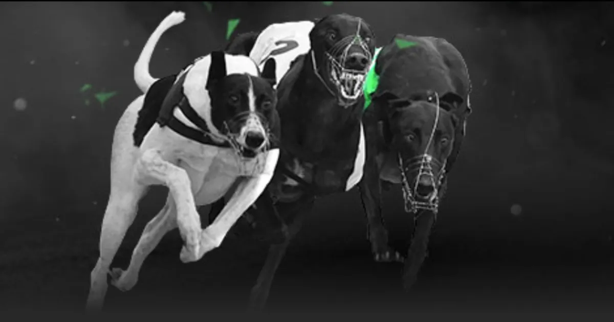 哈利伯頓魔,幻之夜變獨,角戲奇觀,新葡京,新葡京app,新葡京娱乐,新普京赌场